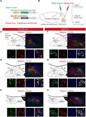 Whole-brain inputs and outputs of Phox2b and GABAergic neurons in the nucleus tractus solitarii